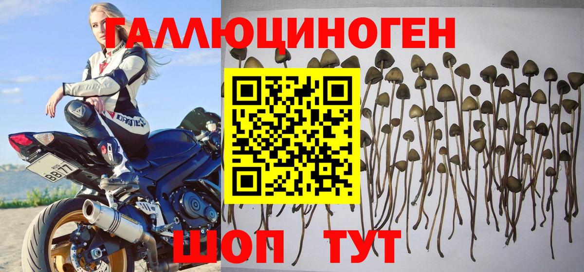 Галлюциногенные грибы Psilocybine cubensis  где купить наркотик  Выборг  Вход с VPN 