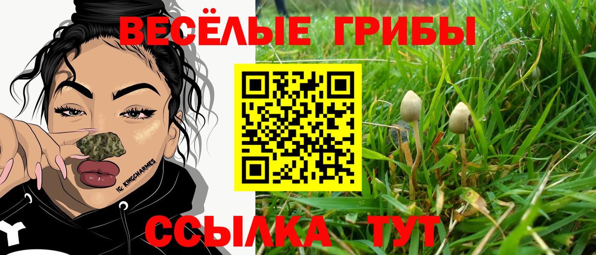 Псилоцибиновые грибы Psilocybine cubensis Выборг