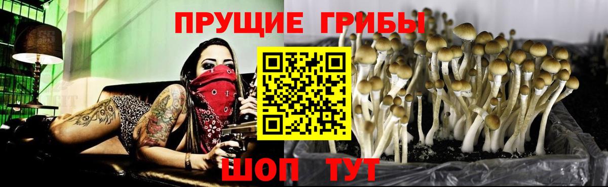 что такое наркотик  Выборг  Галлюциногенные грибы Psilocybine cubensis 